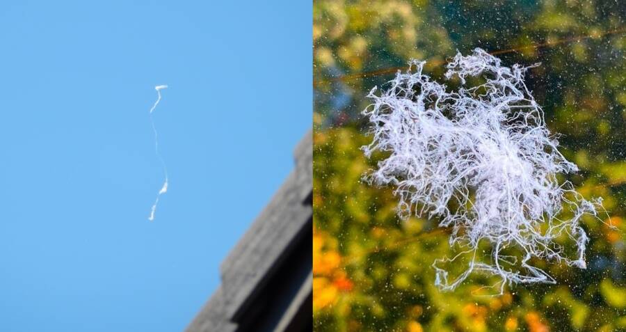 Spider Ballooning: Mengapa Bayi Laba-laba Terbang di Langit?