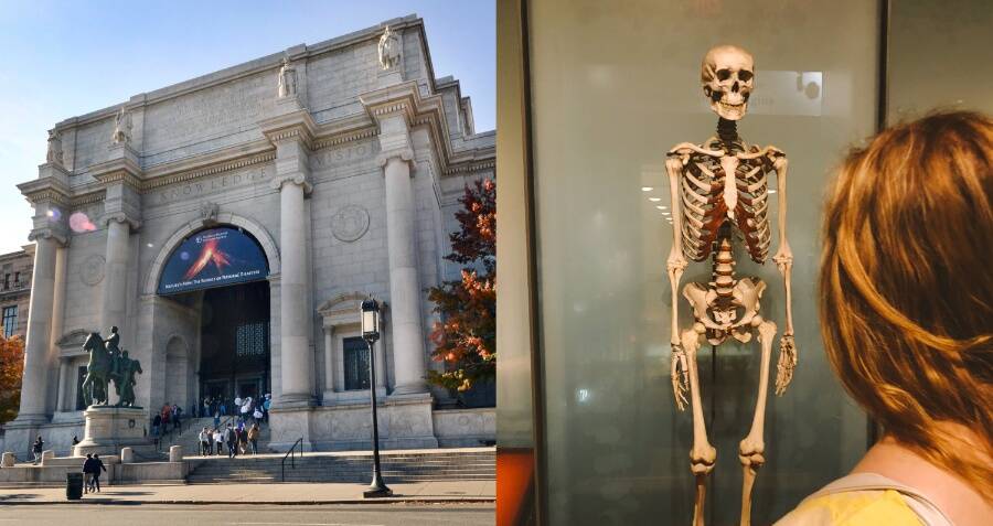 American Museum of Natural History Akan Menghapus Sisa Tubuh Manusia dari Pameran