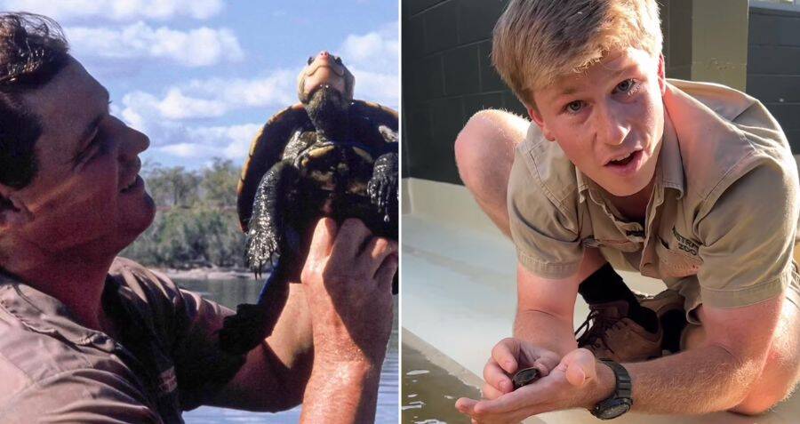Ternak Pertama Kura-kura Irwin Sukses Dilakukan oleh Putra Steve Irwin