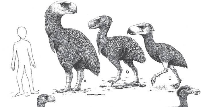 Prehistoric Birds