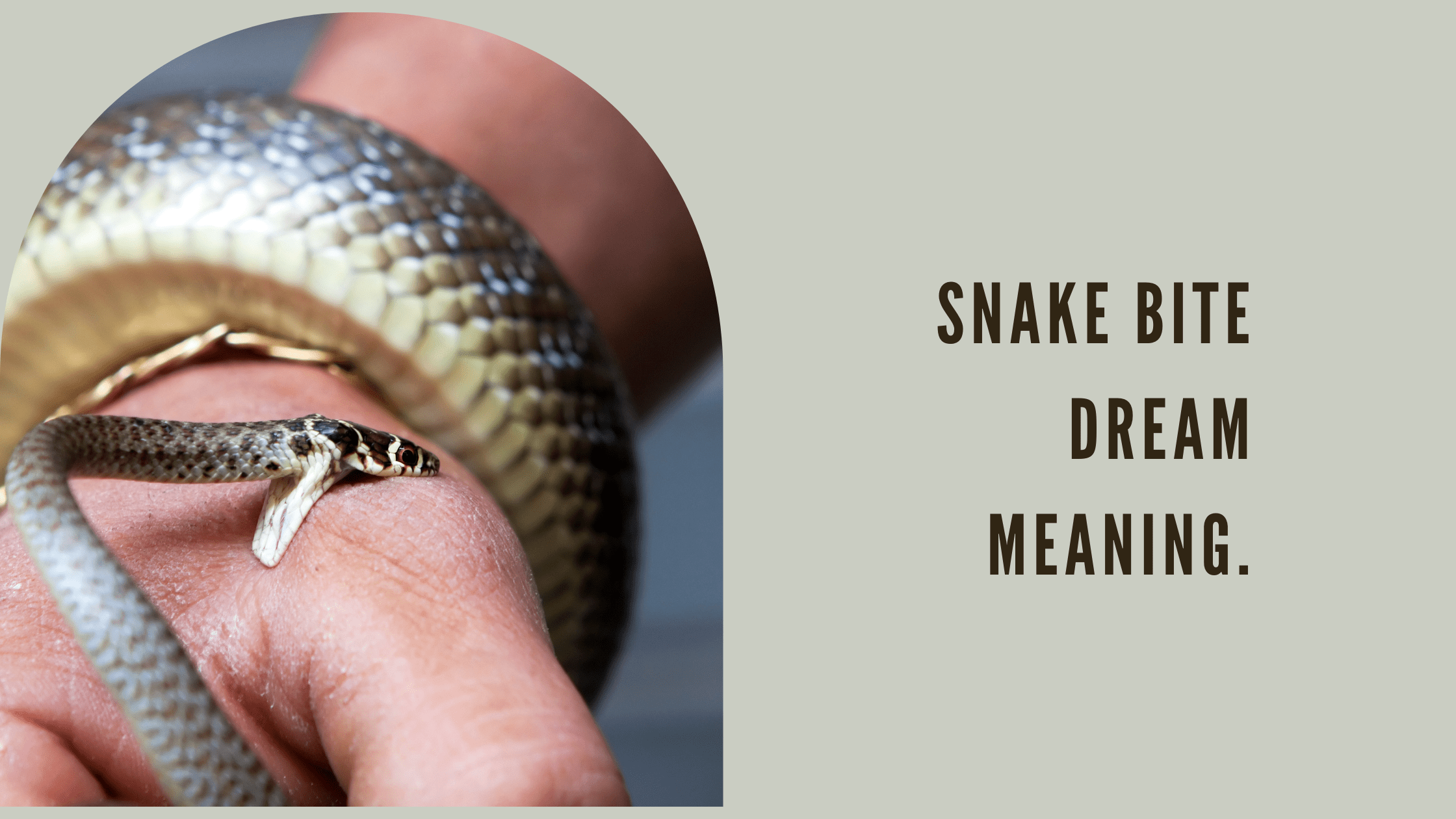 The image is of a snake coiled around a person's arm with the snake's head near the person's fingers. The text reads 'Snake Bite Dream Meaning'.