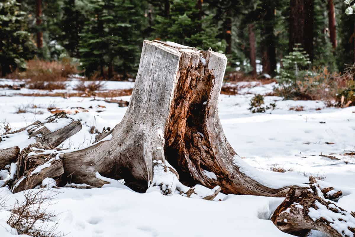 A tree stump in the middle of a snowy forest represents the search query 'Norse gods battling evil creatures'.