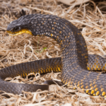 A close up of a Tiger Snake with yellow and black scales on dry grass.