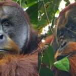 Orangutan Healing A Wound Featured