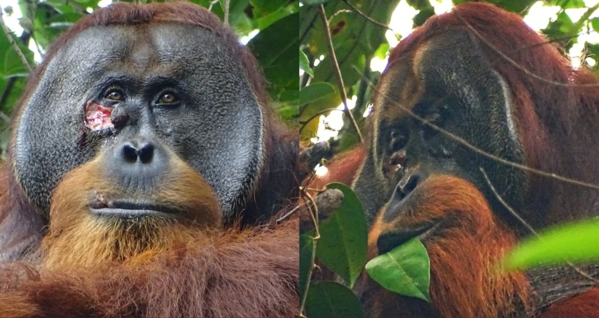 Orangutan Healing A Wound Featured