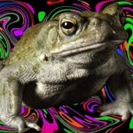 Featured Psychedelic River Toad