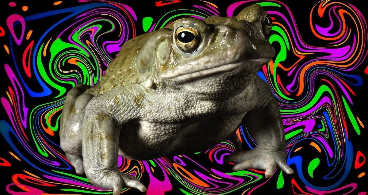 Featured Psychedelic River Toad