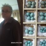 Egg Stealing Addict Featured
