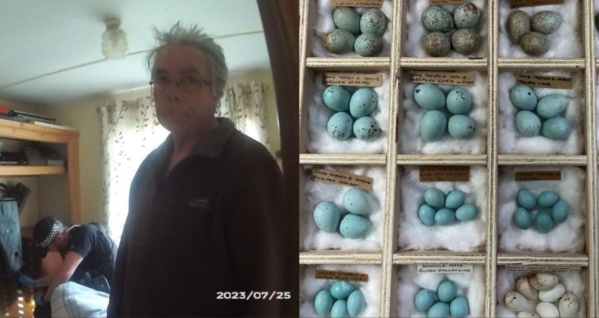 Egg Stealing Addict Featured