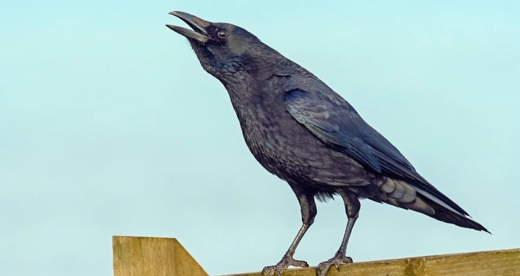 Cawing Crow Featured