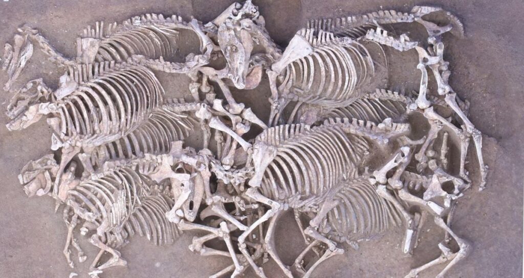 Pit Of Horse Skeletons Featured