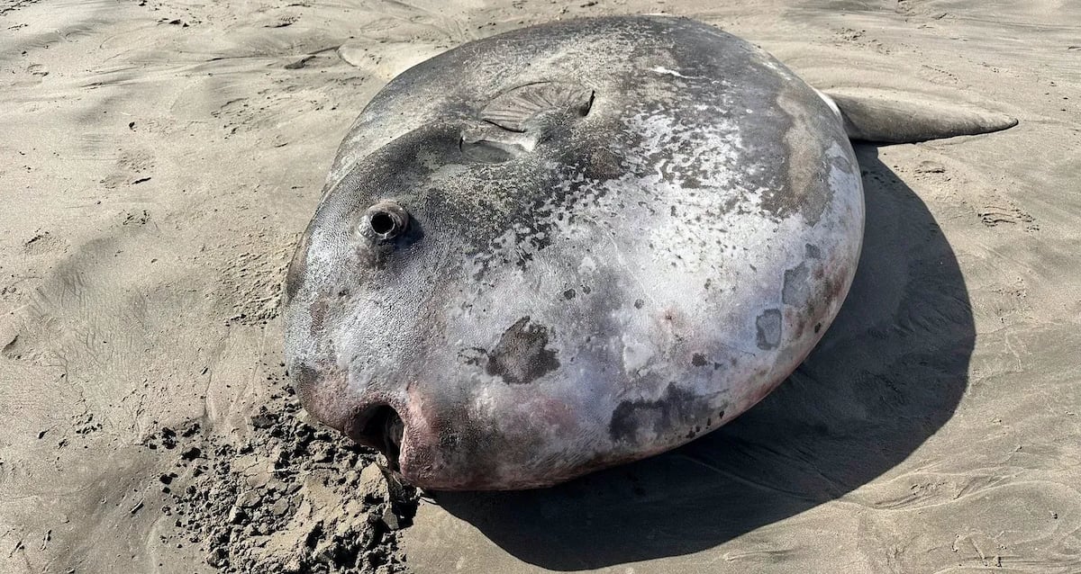 Giant Sunfish Featured