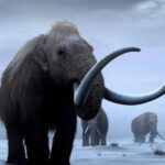 Woolly Mammoths Roaming The Tundra