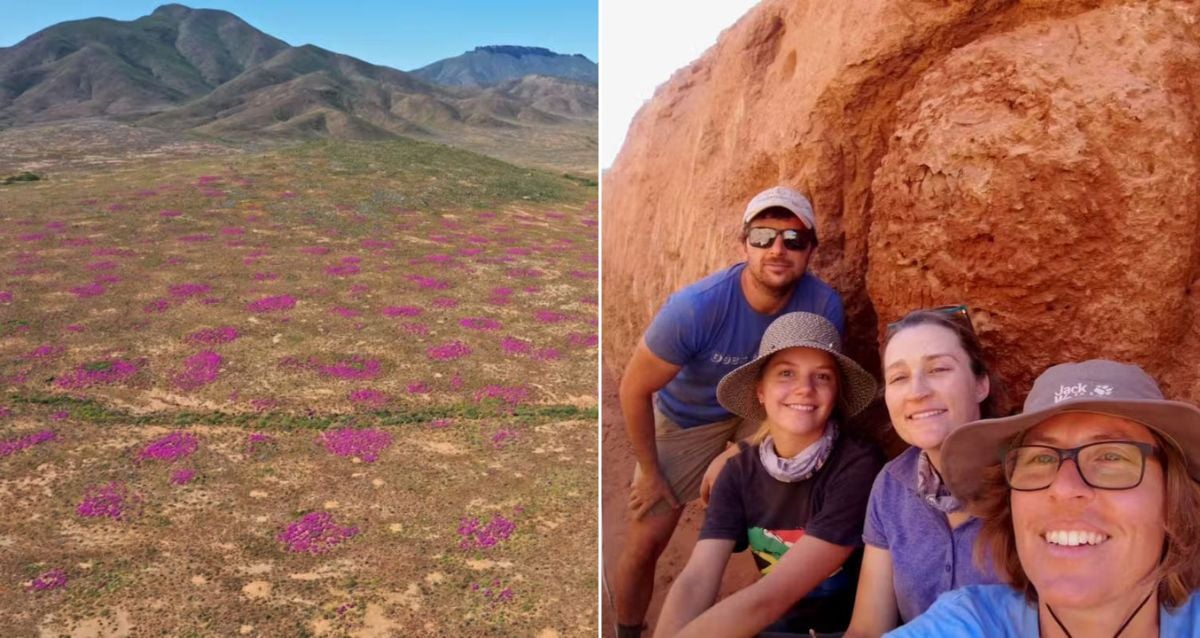 Oldest Termite Mounds Featured