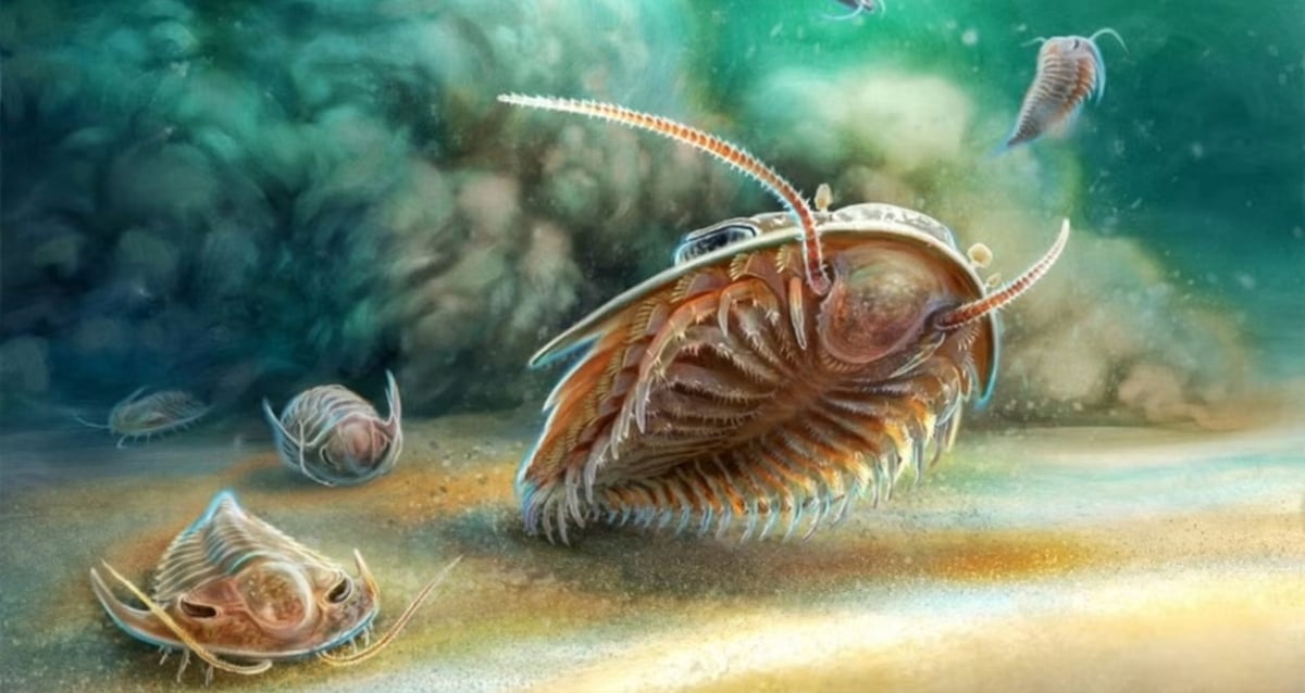 Trilobite Featured Image