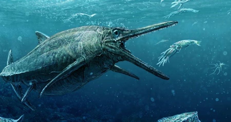 Illustration Of Ichthyosaur