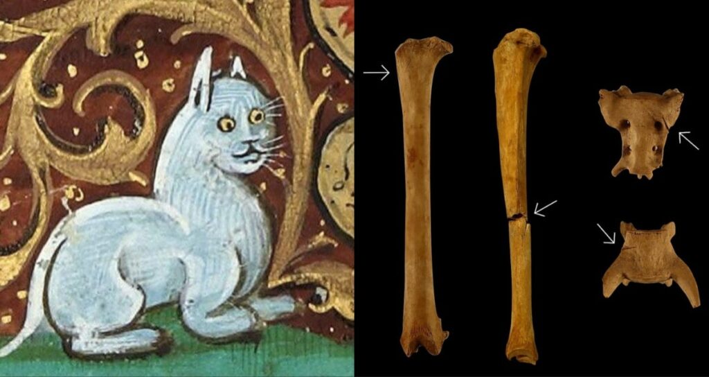 Medieval Cat Featured