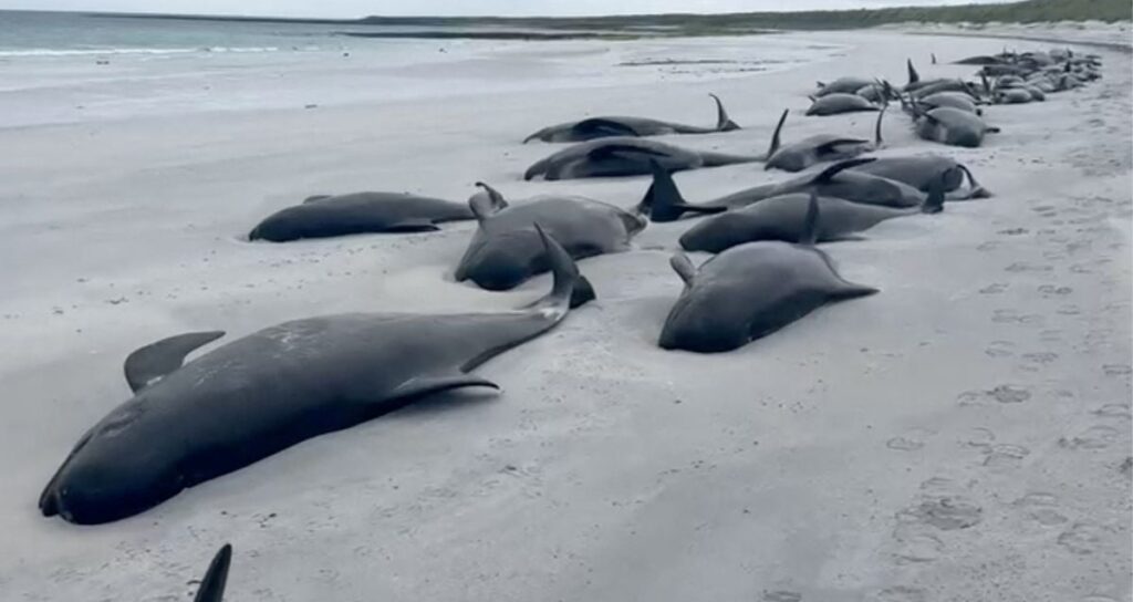 Stranded Pilot Whales Featured