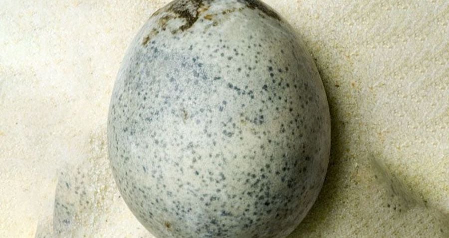 Ancient Roman Berryfields Egg