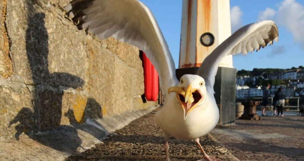 Seagull Stealing French Fry Featured