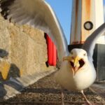 Seagull Stealing French Fry Featured